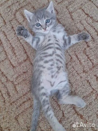 Кошка кот котенок