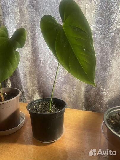 Комнатные цветы