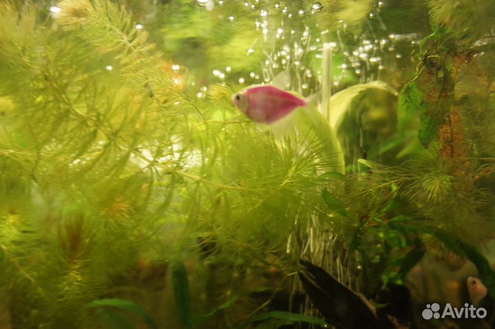 Неприхотливые растения и рыбки московские