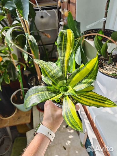 Редкие,коллекционные сансевьеры