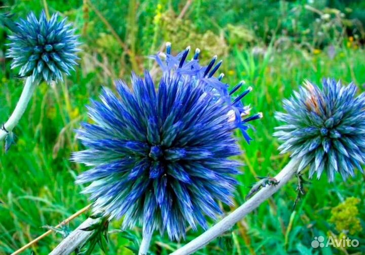 Мордовник шароголовый семена