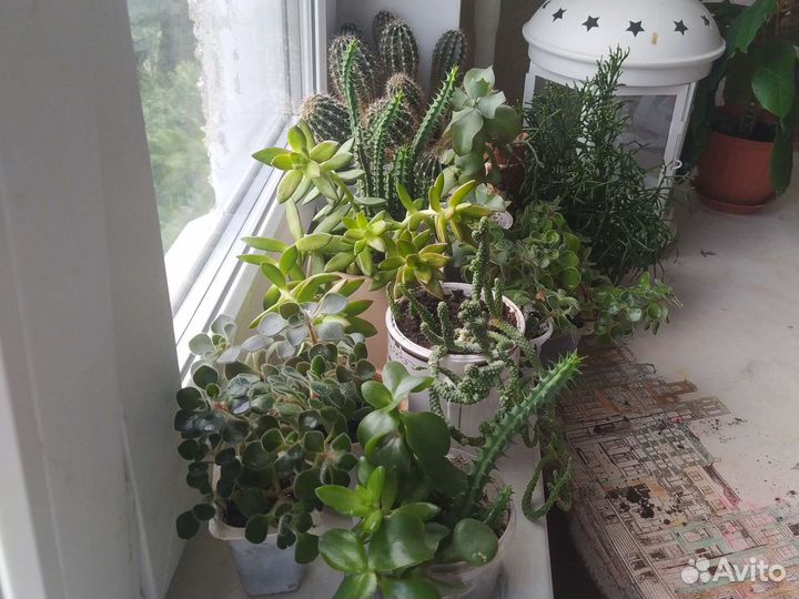 Кактусы и суккуленты