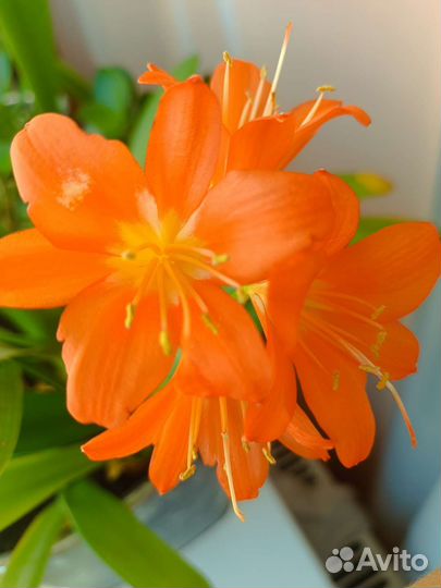 Гиппиаструм