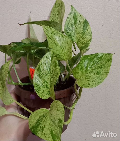 Эпипремнум