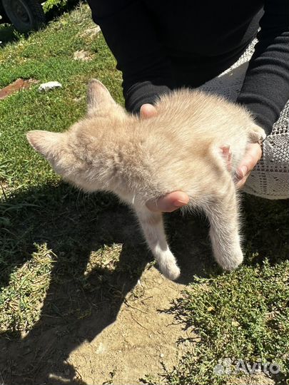 Котенок в добрые руки