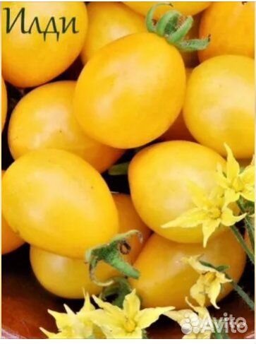 Семена томата желтая груша, (Болгария) 10с