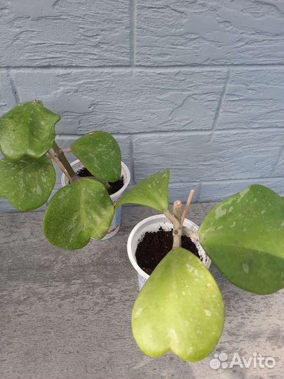 Хойя Керри Филодендрон