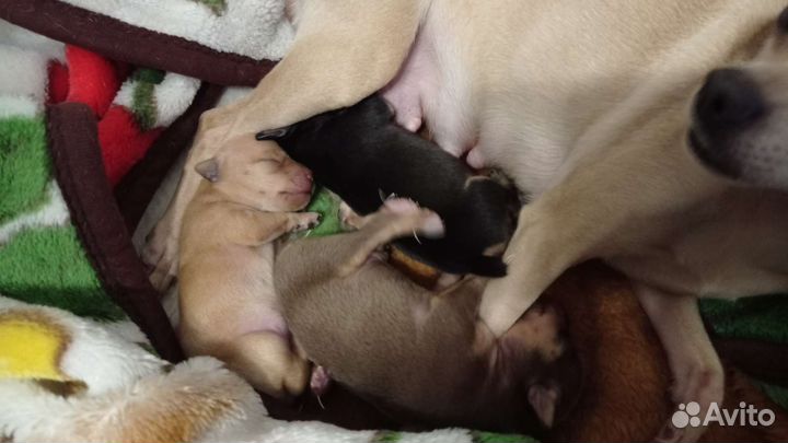 Мини той-терьер щенки