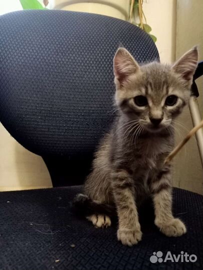 Отдам в дар котят