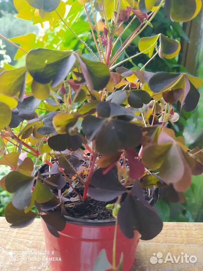 Кислица рожковая