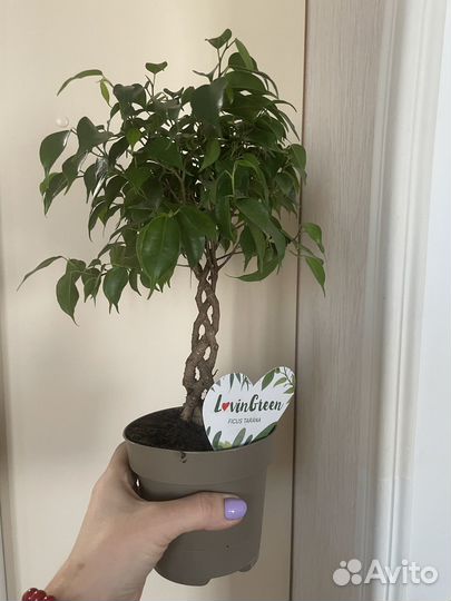 Фикус Бенджамина Тарана переплетенный