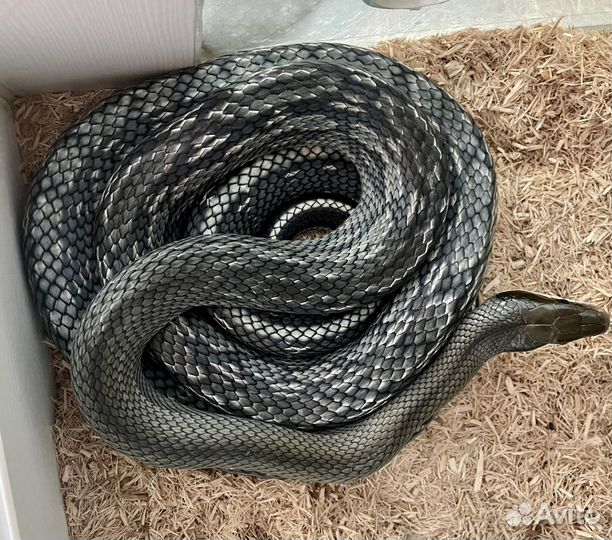 Тонкохвостый полоз Blue Beauty