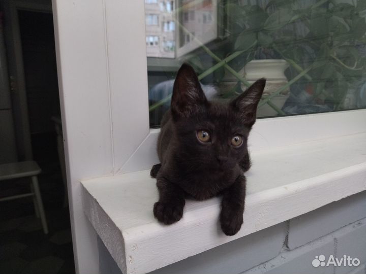 Котята в дар