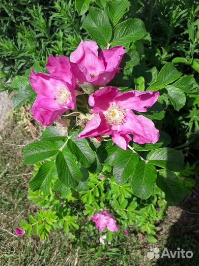 Лимонник, Шиповник, Хмель