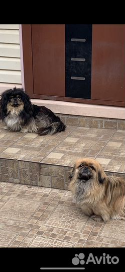 Щенки пекинеса, девочки