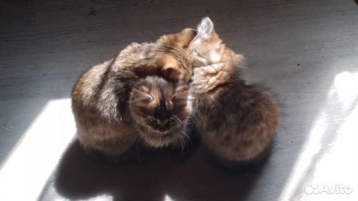 Котята в добрые руки