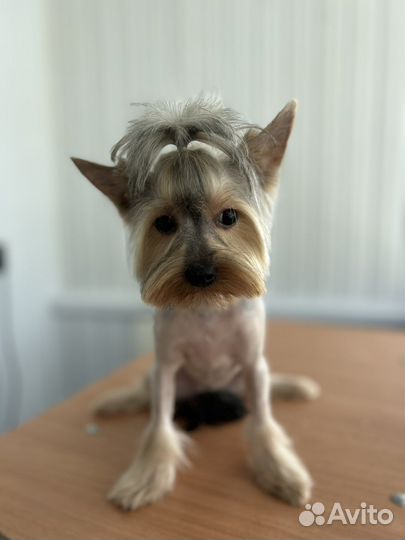 Груминг собак и кошек