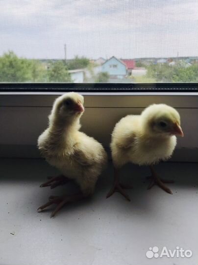 Цыплята бройлеры суточные