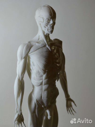 Экорше 27см(модель человека без кожи)