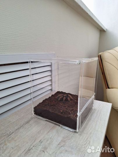 Террариум акриловый, паучатник
