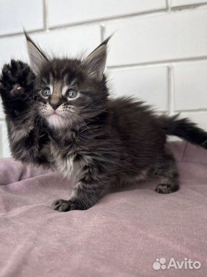 Мейн-кун котята