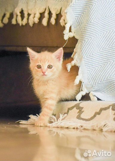 Котенок-мальчик, полтора месяца