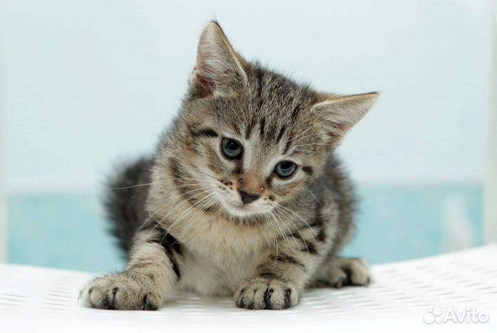 Котенок девочка 3 мес