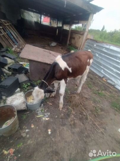 Телëнок тëлка