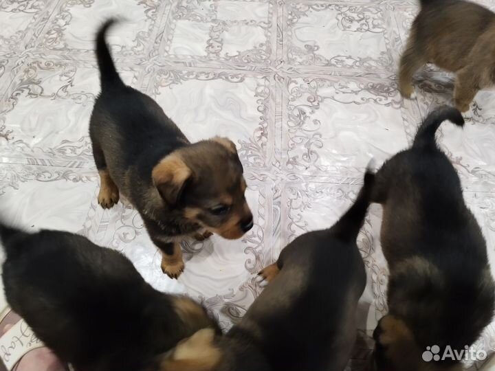 Собака в добрые руки отдам бесплатно