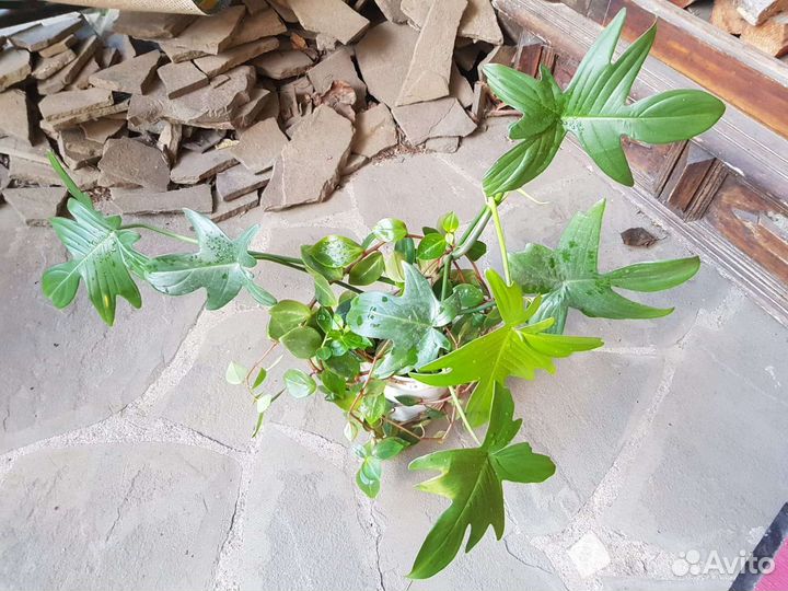 Филодендрон