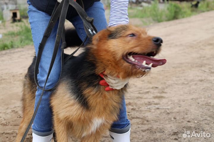 Пёс бородуля