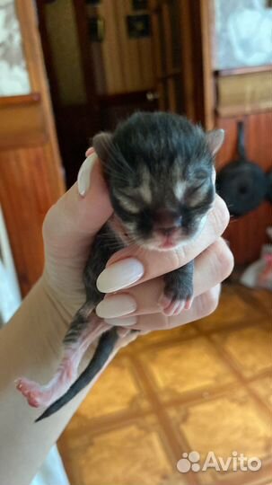 Котята от британца