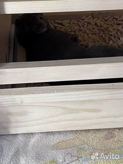 Щенки норки