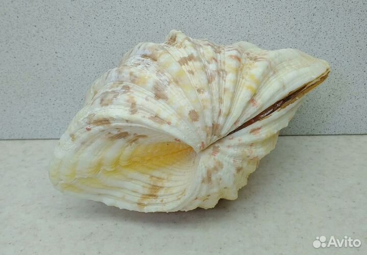 Чайна Клам 14,3*10,5 морская ракушка раковина