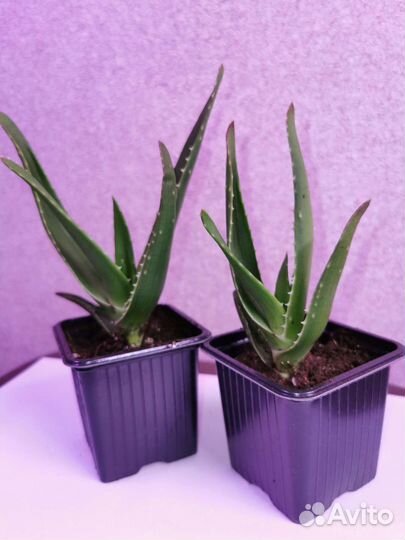 Алоэ столетник лечебный