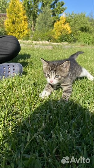 Отдам в хорошие руки котят Бесплатно