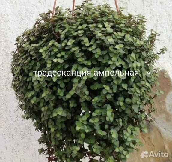 Ампельные растения