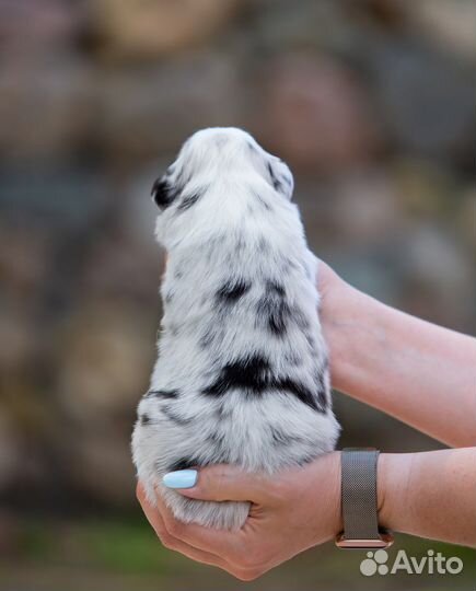 Австралийская овчарка (аусси щенки)