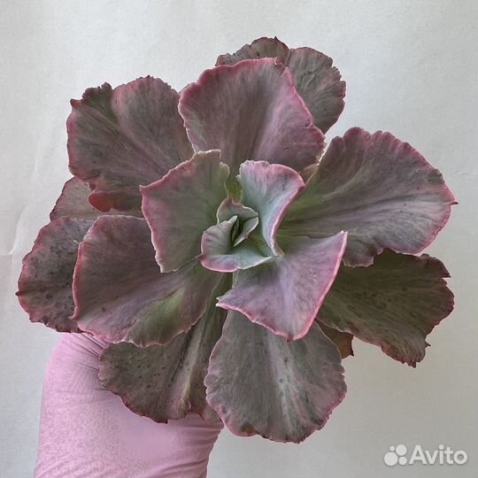 Суккуленты/ Эчеверии