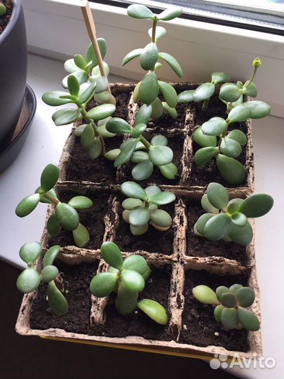 Толстянка денежное дерево