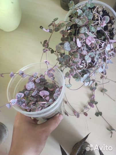 Алоэ красное, церопегия вар, альбука и др