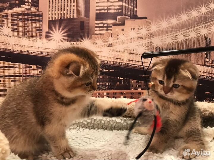 Элитный шотландский котик