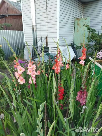 Гладиолусы