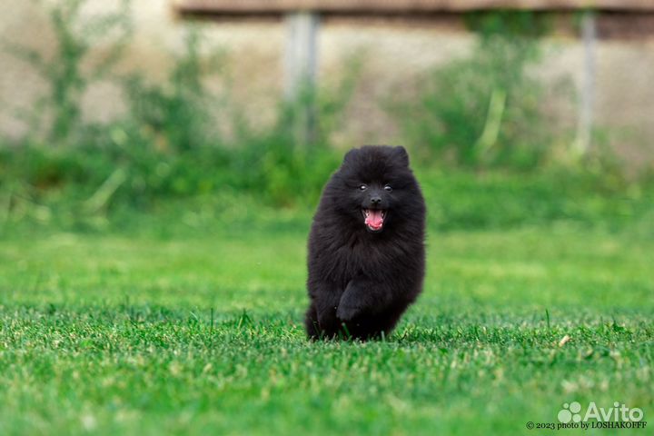 Щенки шипперке