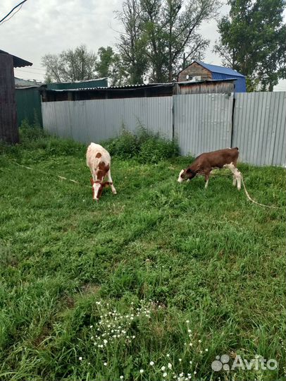 Телята телочки