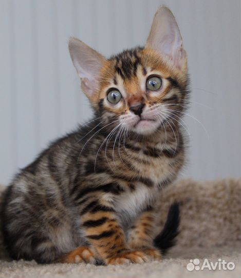 Бенгальская