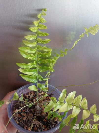 Нефролепис Тайгер, папоротник