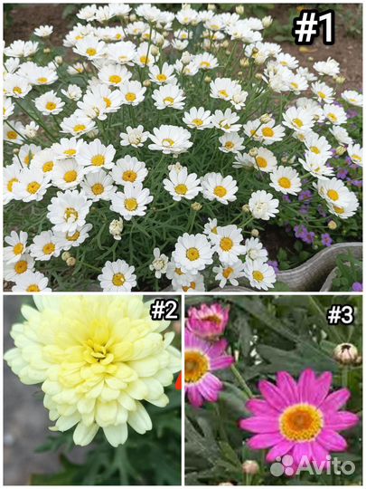 Бакопа, Агрирантемум, Изотома и др