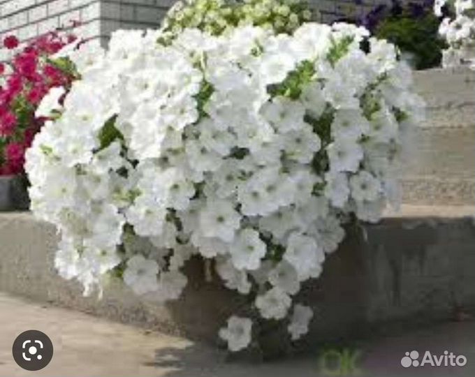 Петуния ампельная, каскадная, вегетативная