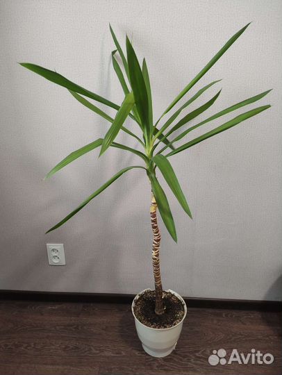 Пальма юкка